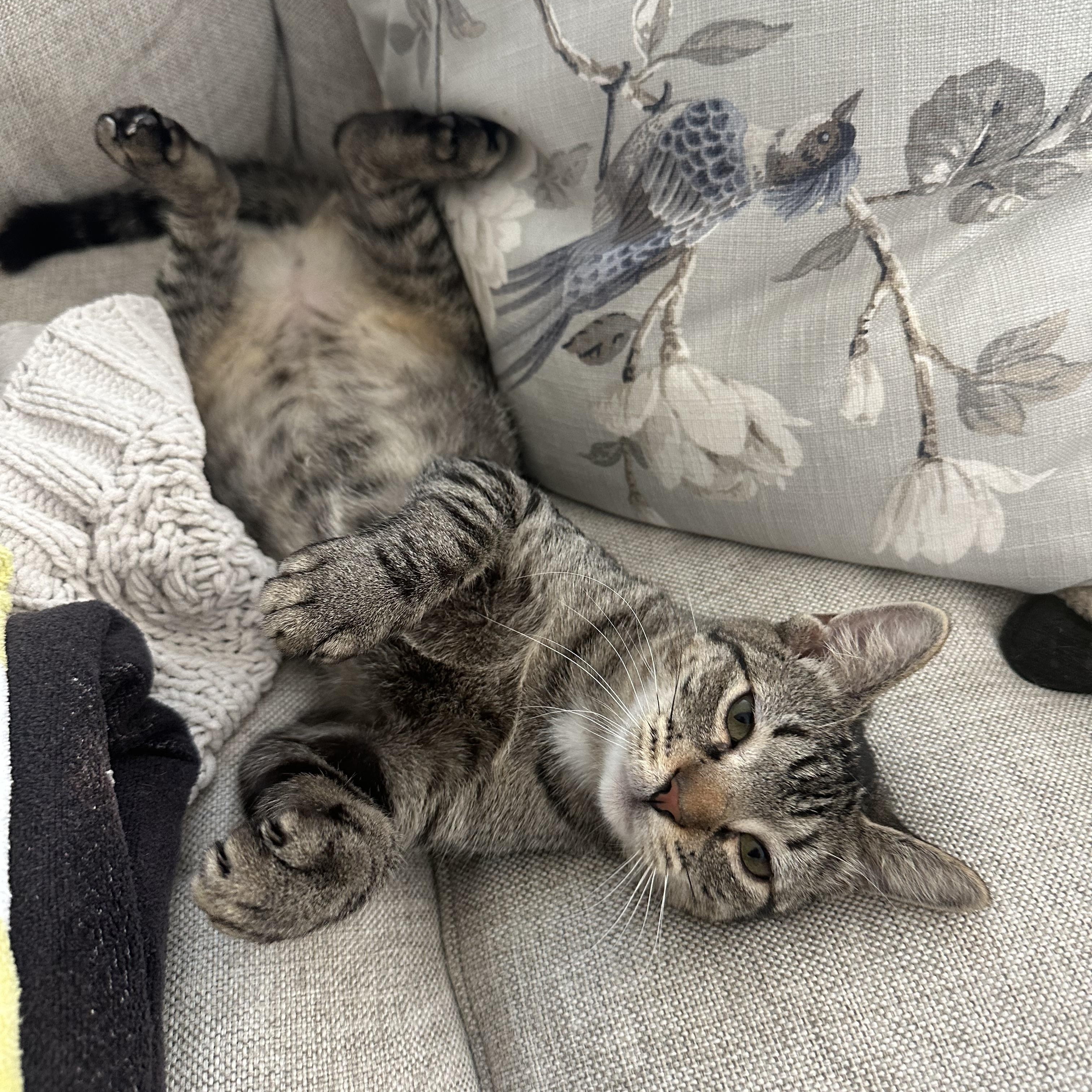 Addy, a ADOPTABLE American Shorthair in Seattle, WA image 1/6