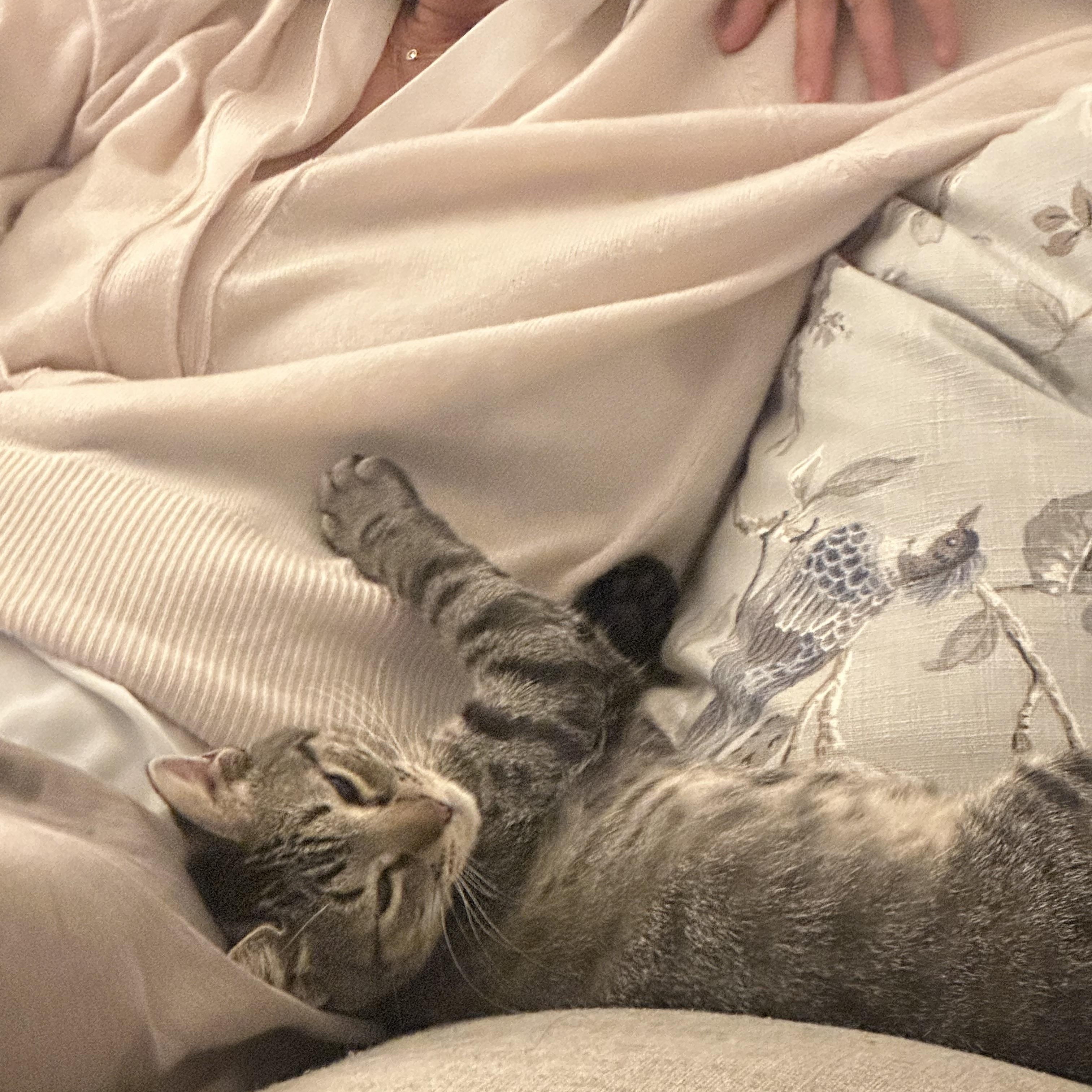 Addy, a ADOPTABLE American Shorthair in Seattle, WA image 2/6