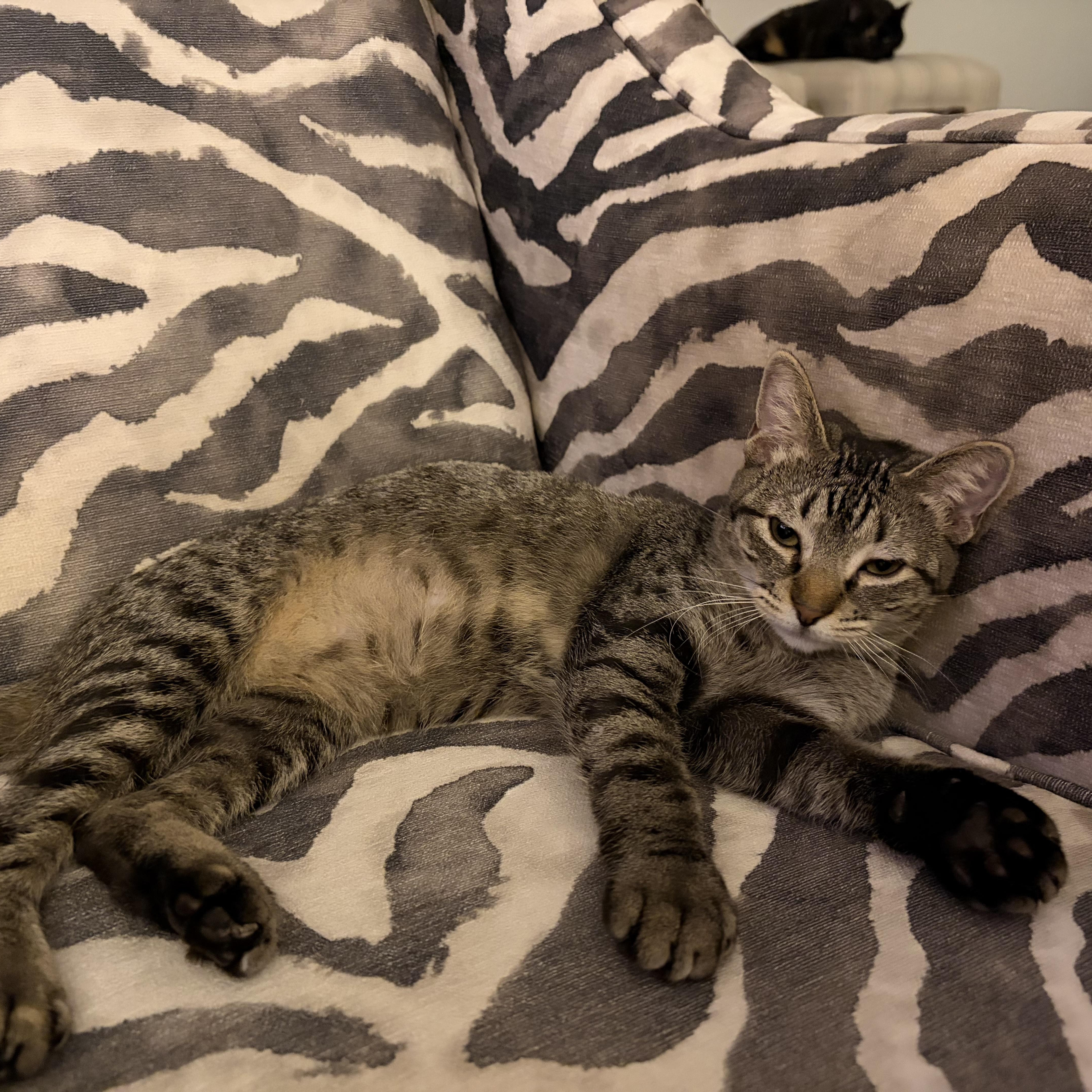 Addy, a ADOPTABLE American Shorthair in Seattle, WA image 3/6