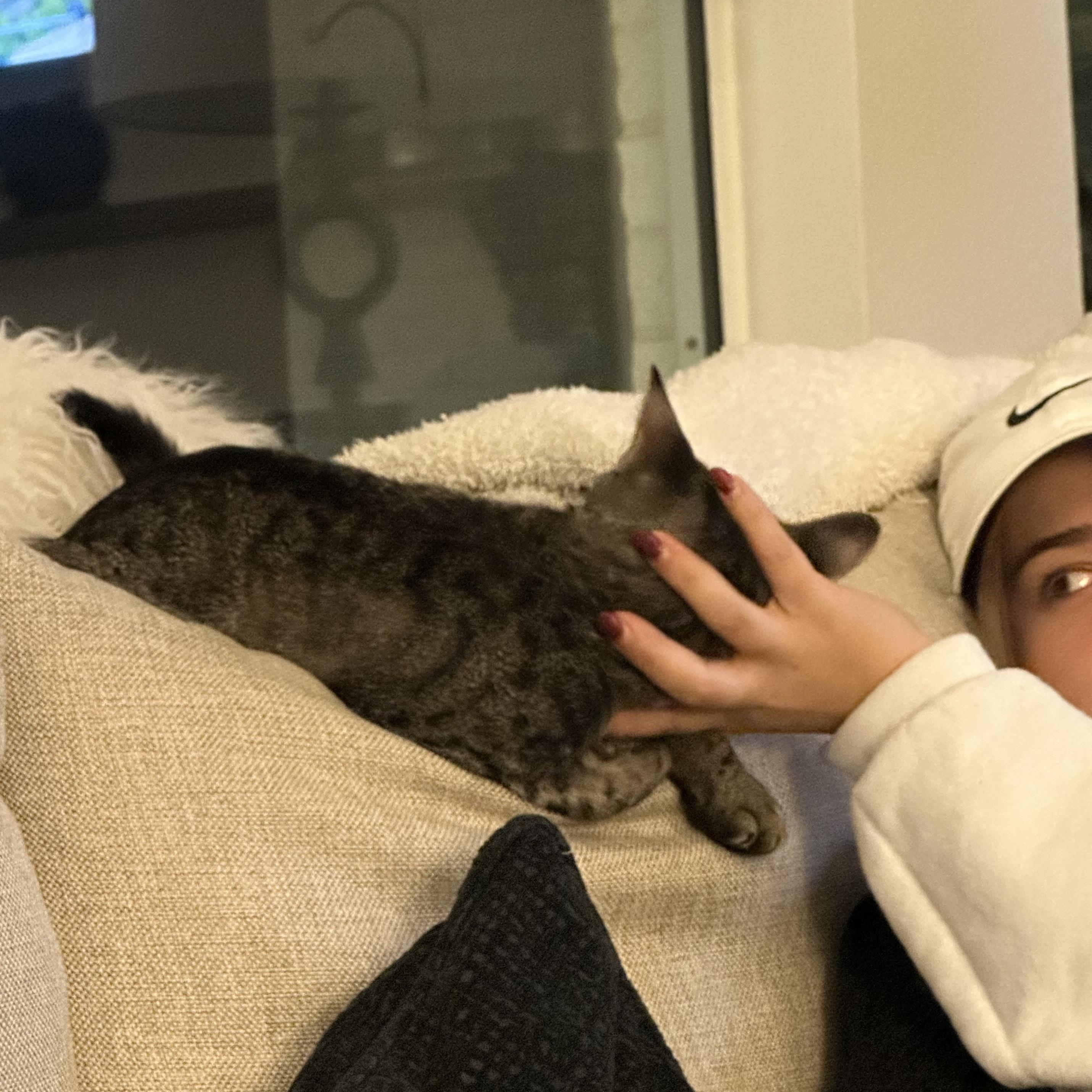 Addy, a ADOPTABLE American Shorthair in Seattle, WA image 4/6