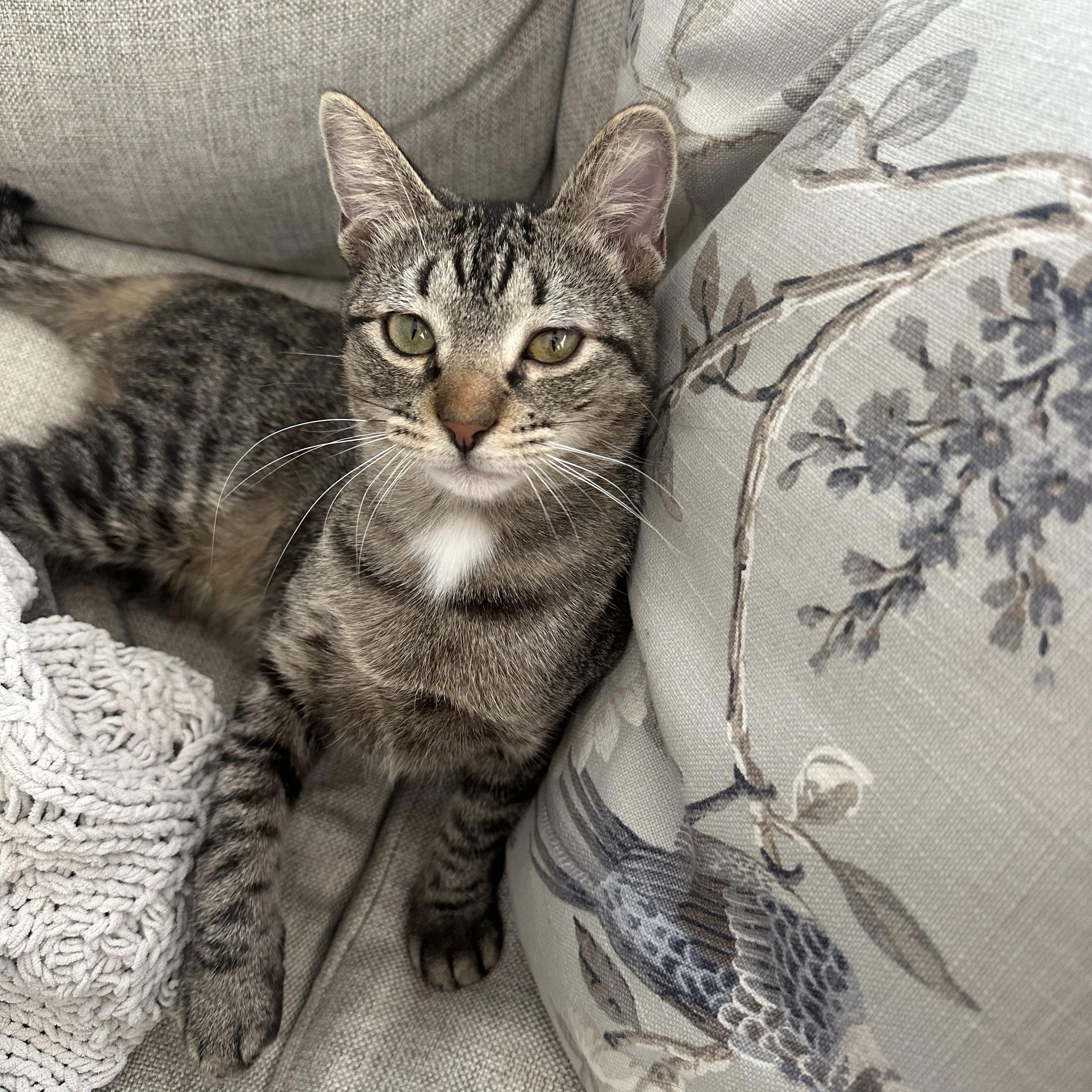 Addy, a ADOPTABLE American Shorthair in Seattle, WA image 5/6