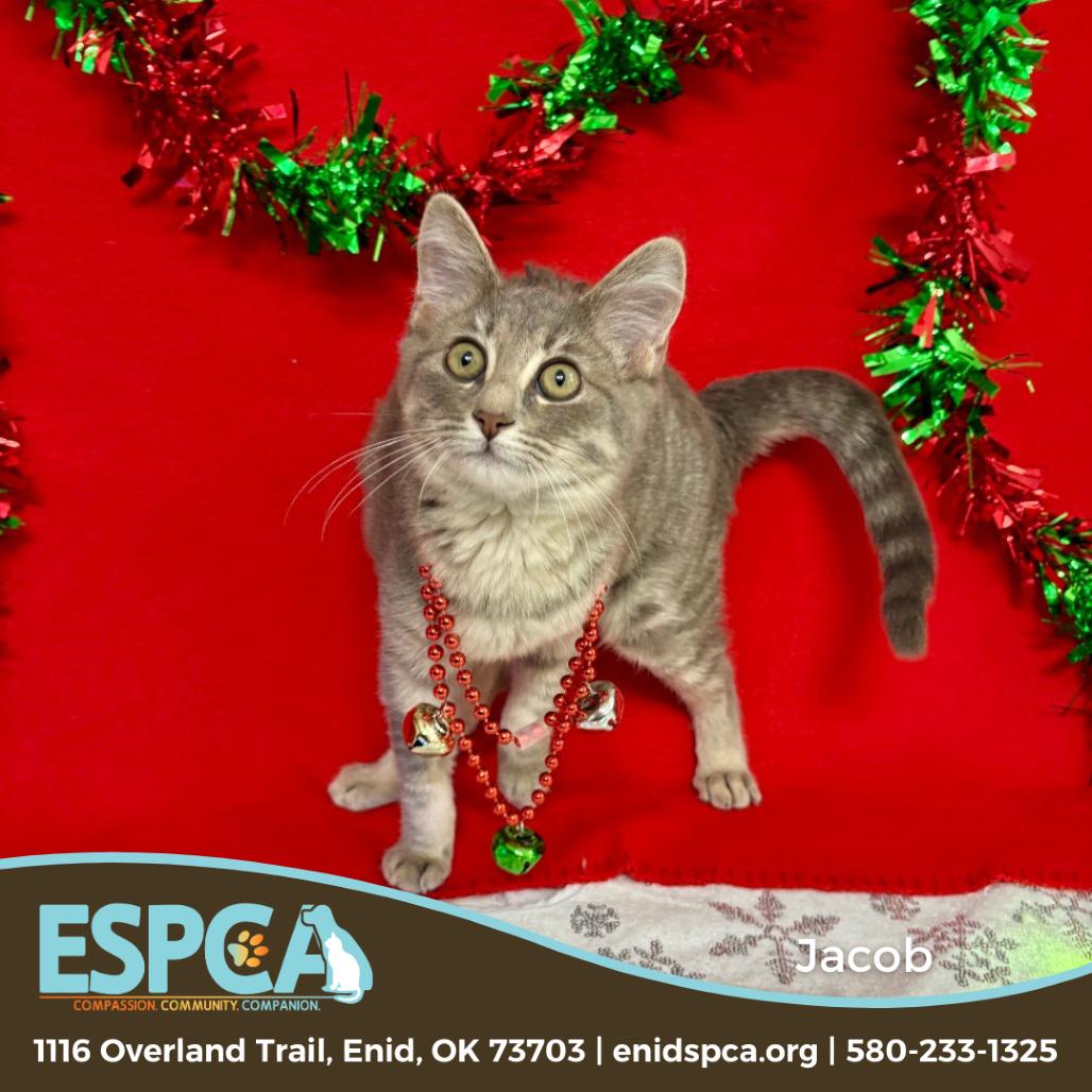 Enlarge Jacob, a Adoptable Domestic Short Hair in Enid, OK image 1/2
