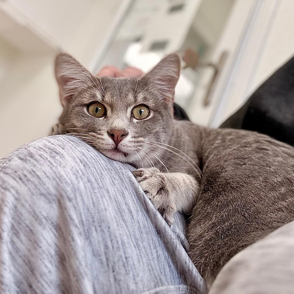 Enlarge Jacob, a Adoptable Domestic Short Hair in Enid, OK image 2/3