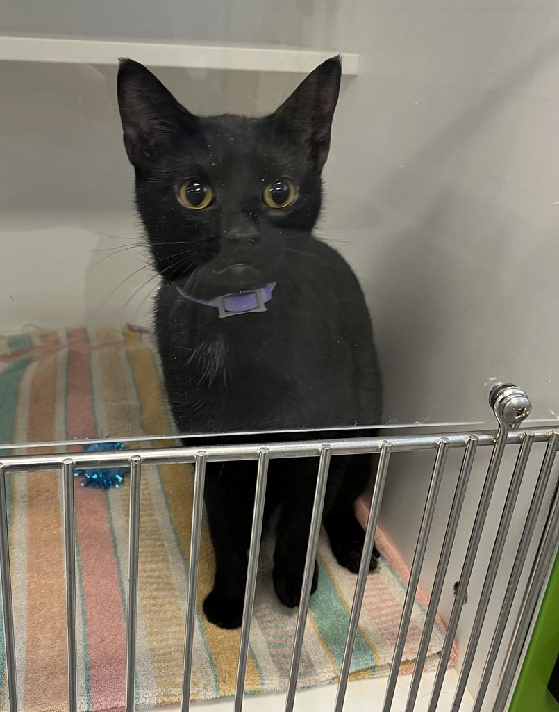 MJ, Adoptable, Adult Female Domestic Short Hair.