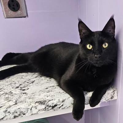 Damon, Young Male Domestic Short Hair