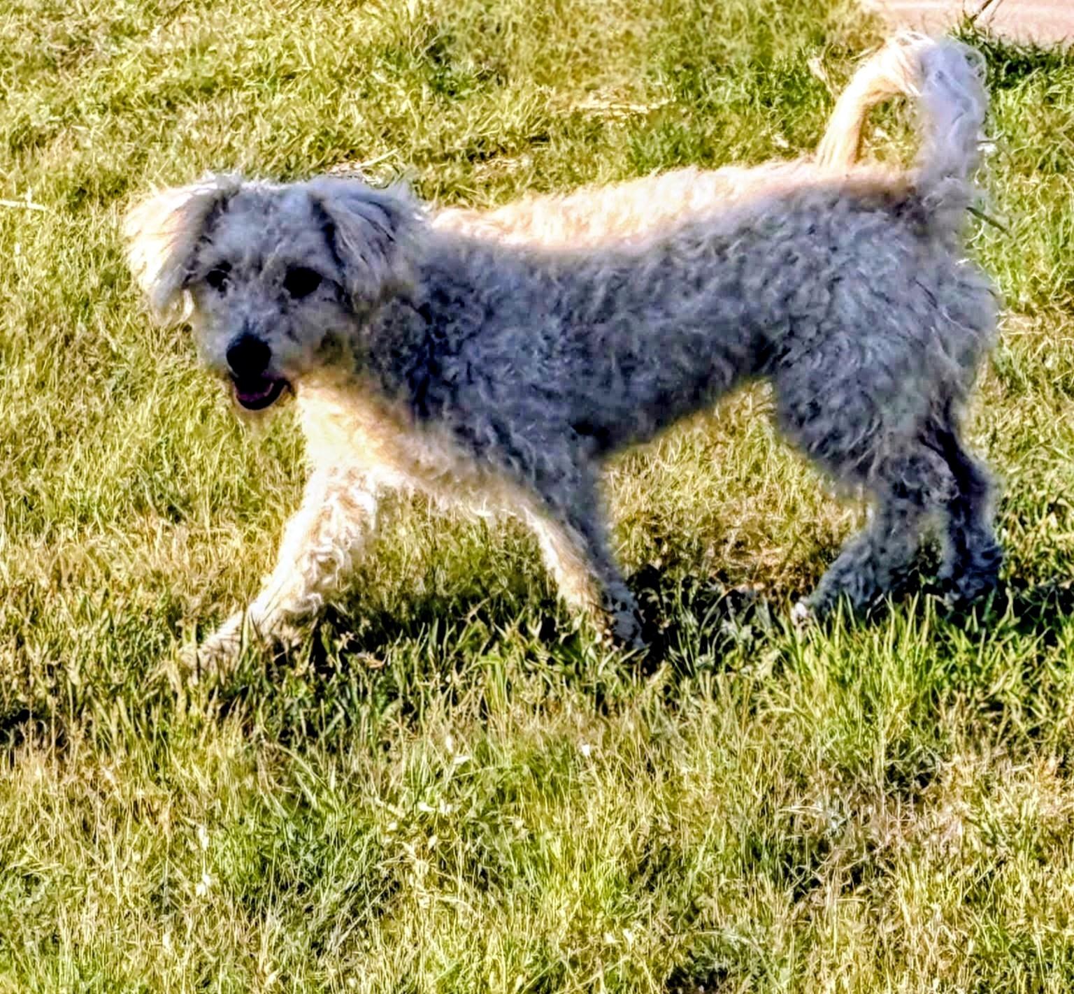 Maya, Adoptable, Adult Female Poodle & Mixed Breed.