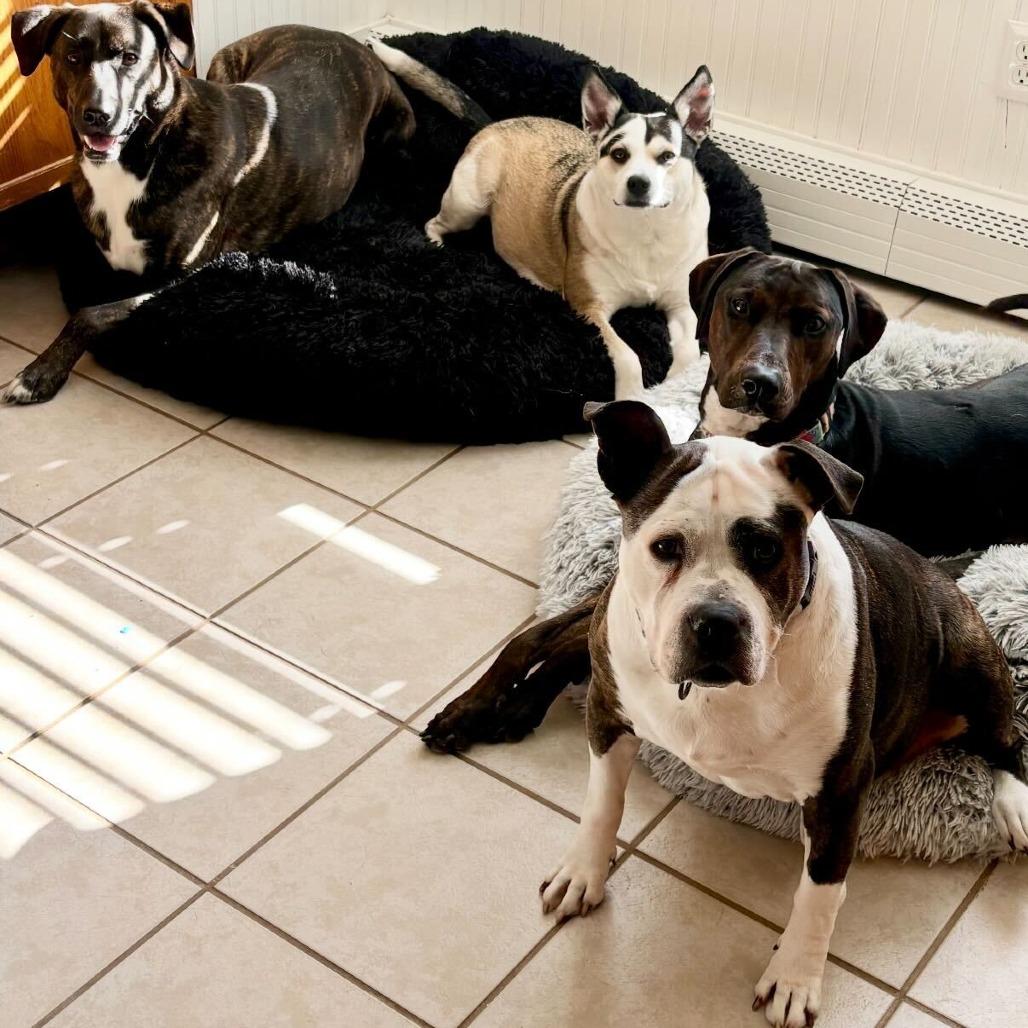 Hope, Adoptable, Senior Female Mixed Breed.