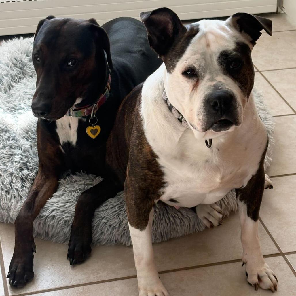 Enlarge Hope, a Adoptable Mixed Breed in Providence, RI image 2/6