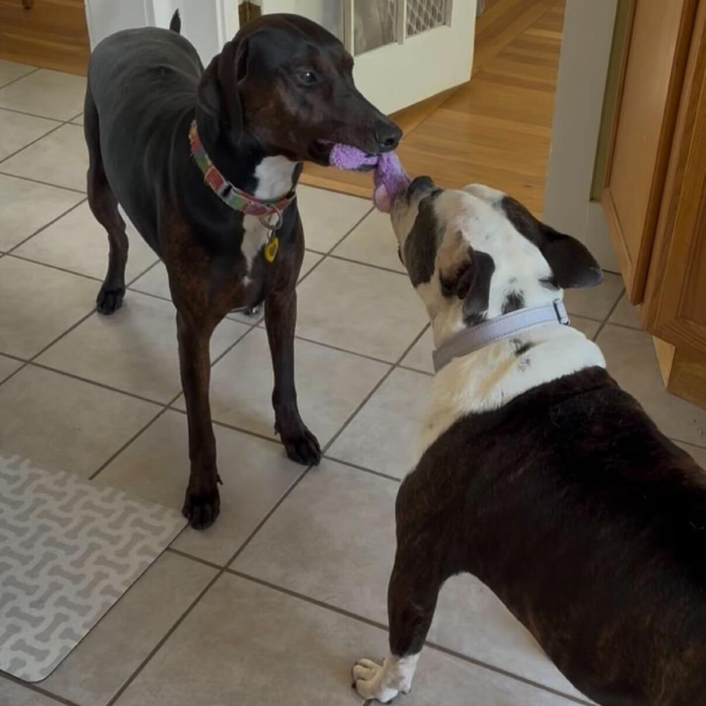 Enlarge Hope, a Adoptable Mixed Breed in Providence, RI image 3/6