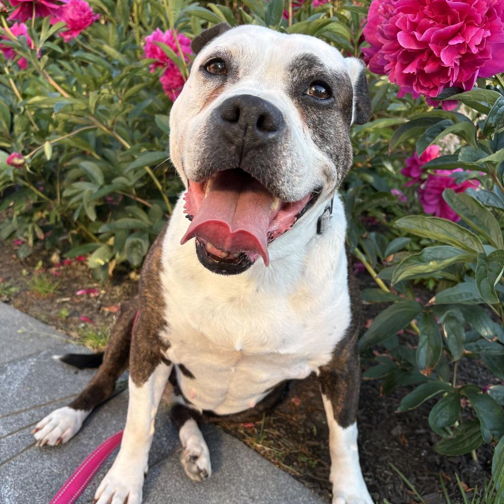 Enlarge Hope, a Adoptable Mixed Breed in Providence, RI image 4/6