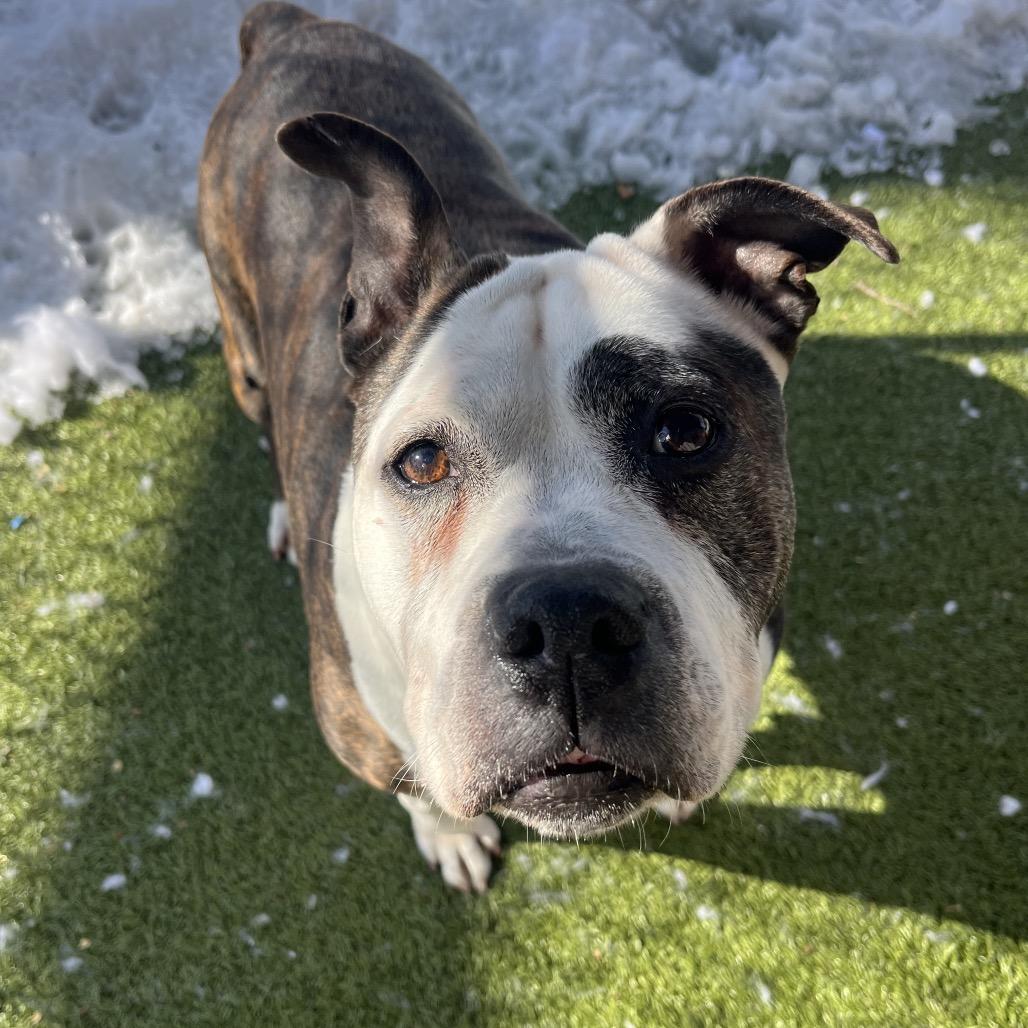 Enlarge Hope, a Adoptable Mixed Breed in Providence, RI image 4/6