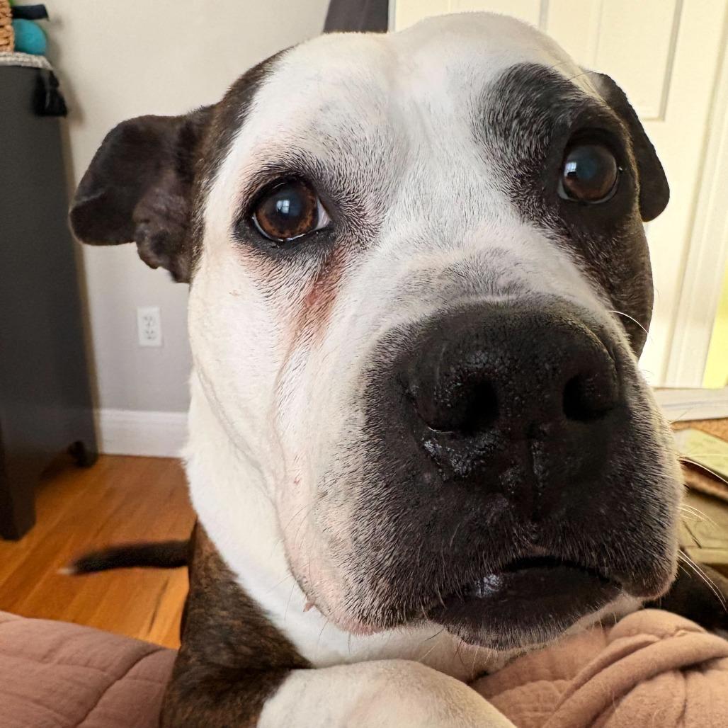 Enlarge Hope, a Adoptable Mixed Breed in Providence, RI image 5/6