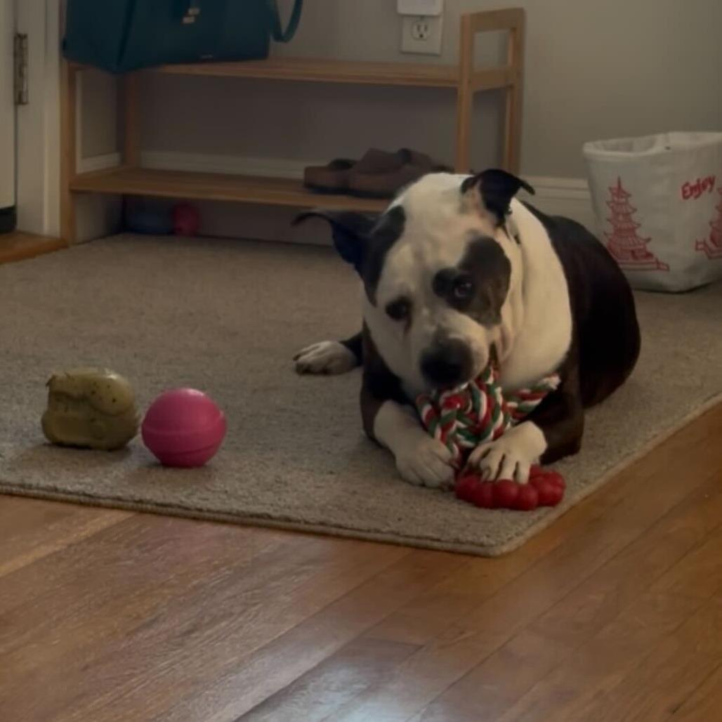 Enlarge Hope, a Adoptable Mixed Breed in Providence, RI image 5/6