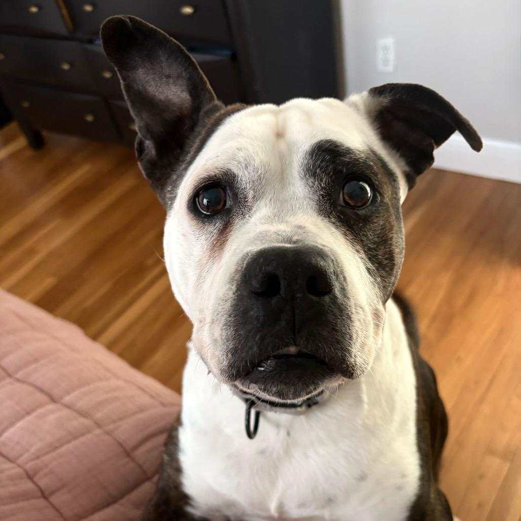 Enlarge Hope, a Adoptable Mixed Breed in Providence, RI image 6/6