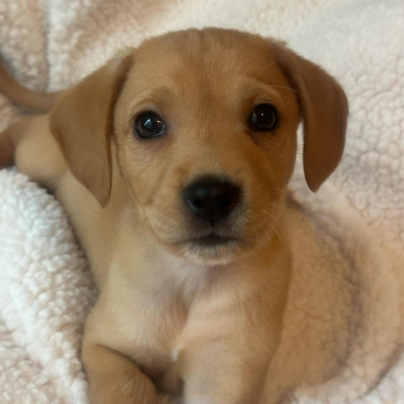 Enlarge Eve, a Adopted Mixed Breed in Schenectady, NY image 4/5