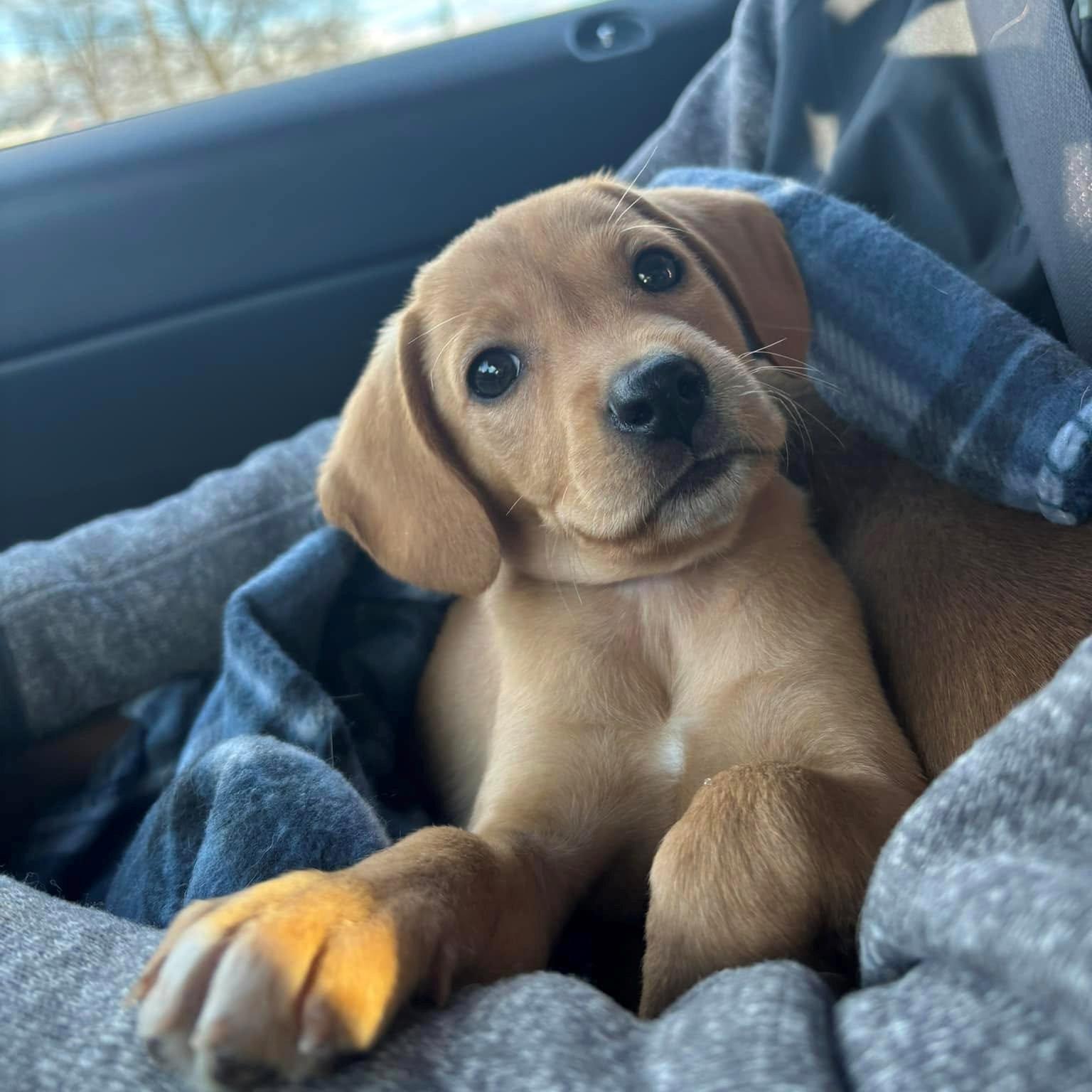 Enlarge Eve, a Adopted Mixed Breed in Schenectady, NY image 5/5