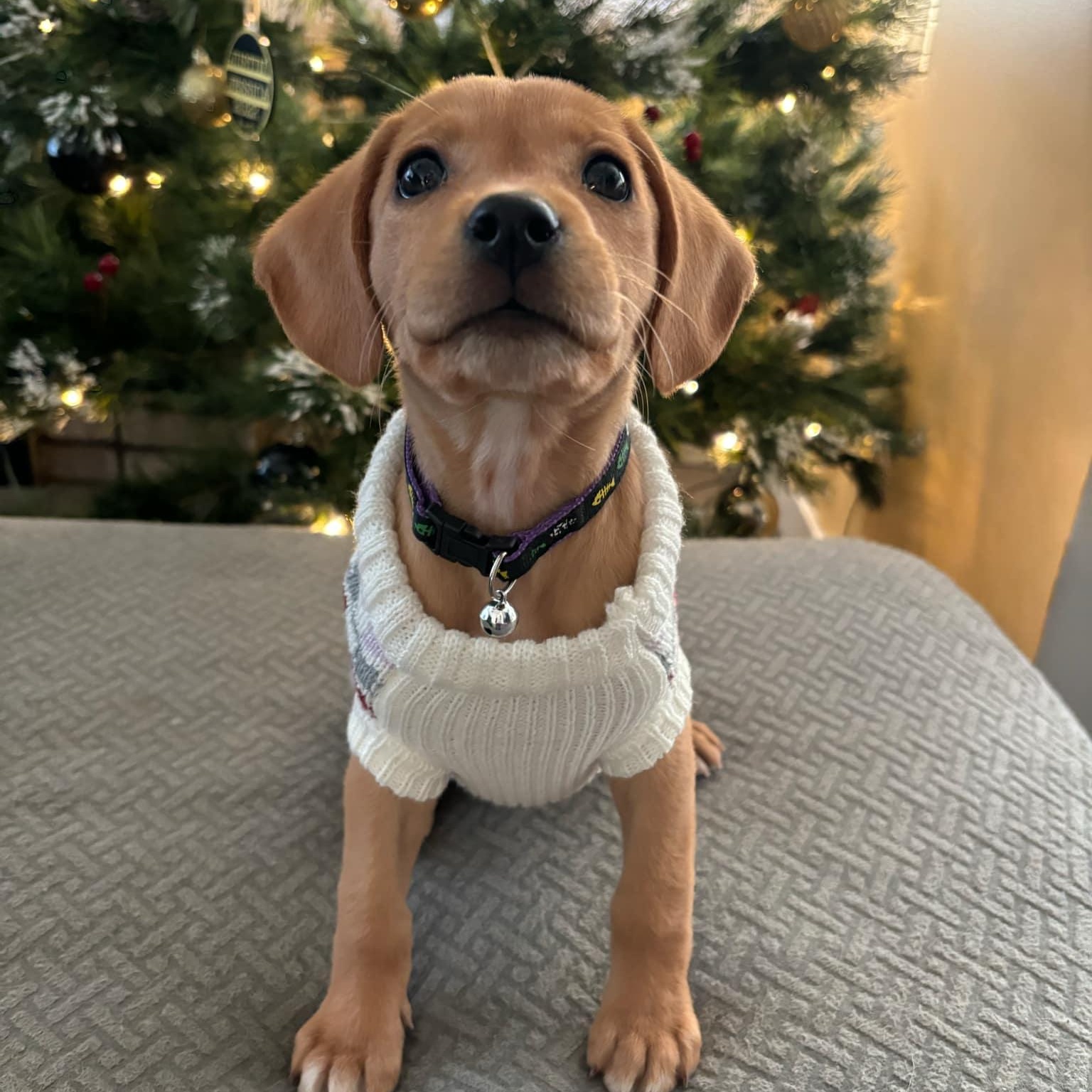 Enlarge Eve, a Adopted Mixed Breed in Schenectady, NY image 2/5