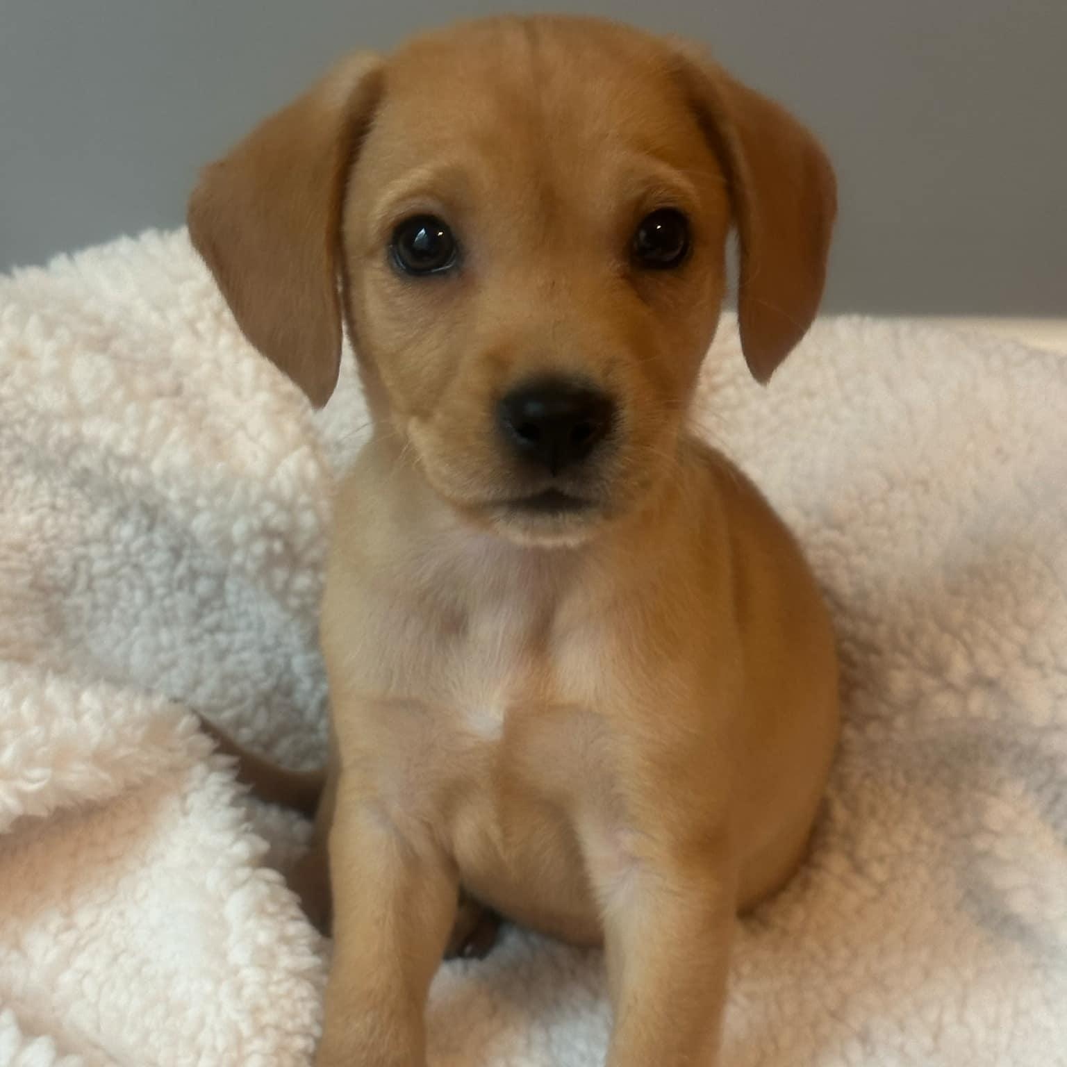 Enlarge Eve, a Adopted Mixed Breed in Schenectady, NY image 3/5