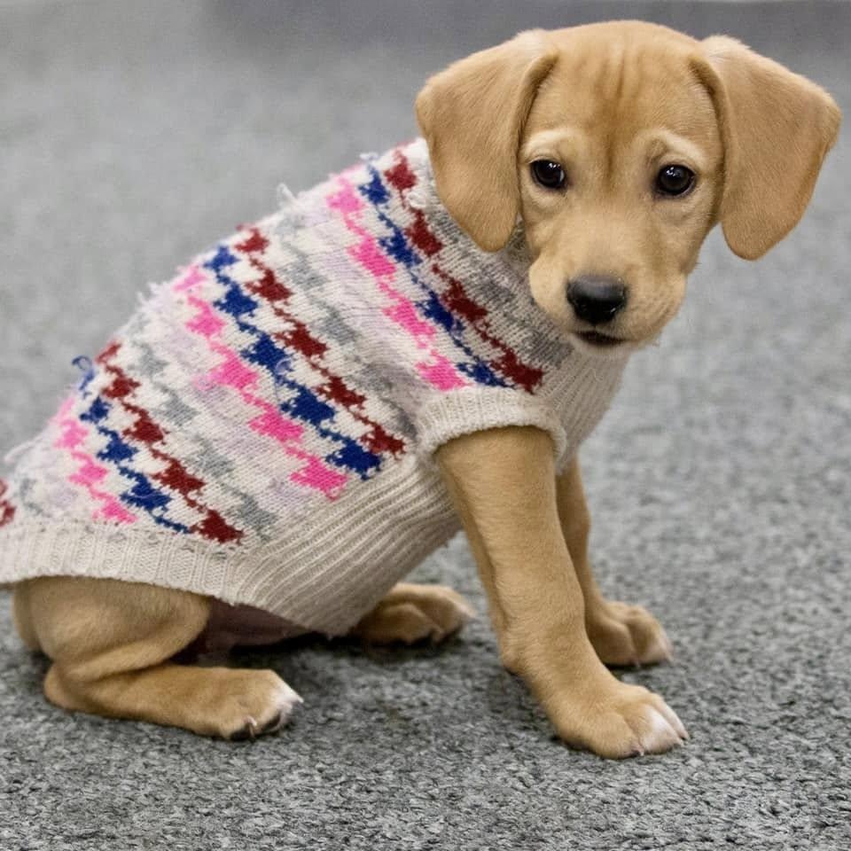 Enlarge Eve, a Adopted Mixed Breed in Schenectady, NY image 1/5