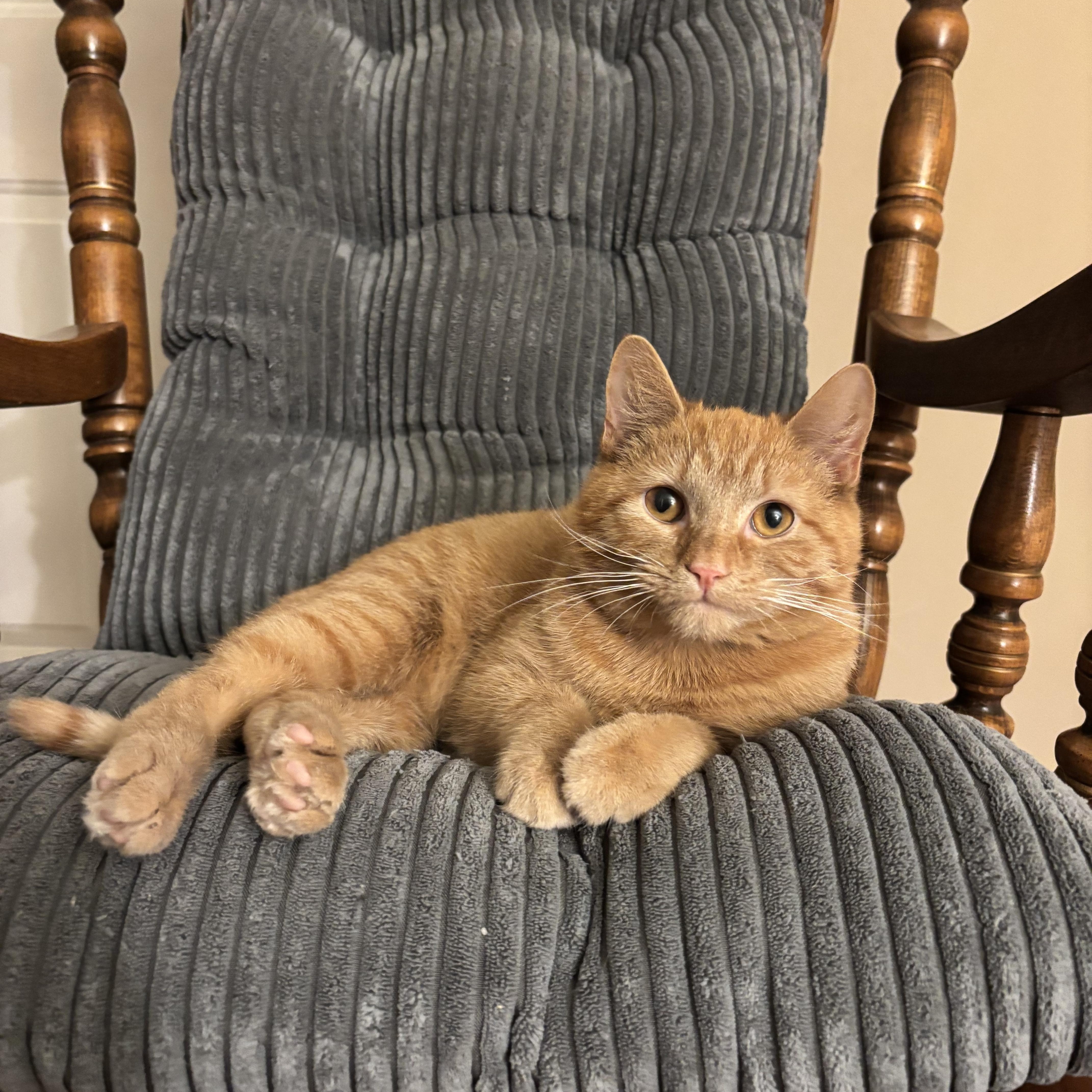 Enlarge Chester, a ADOPTABLE Domestic Short Hair in Bear, DE image 1/1
