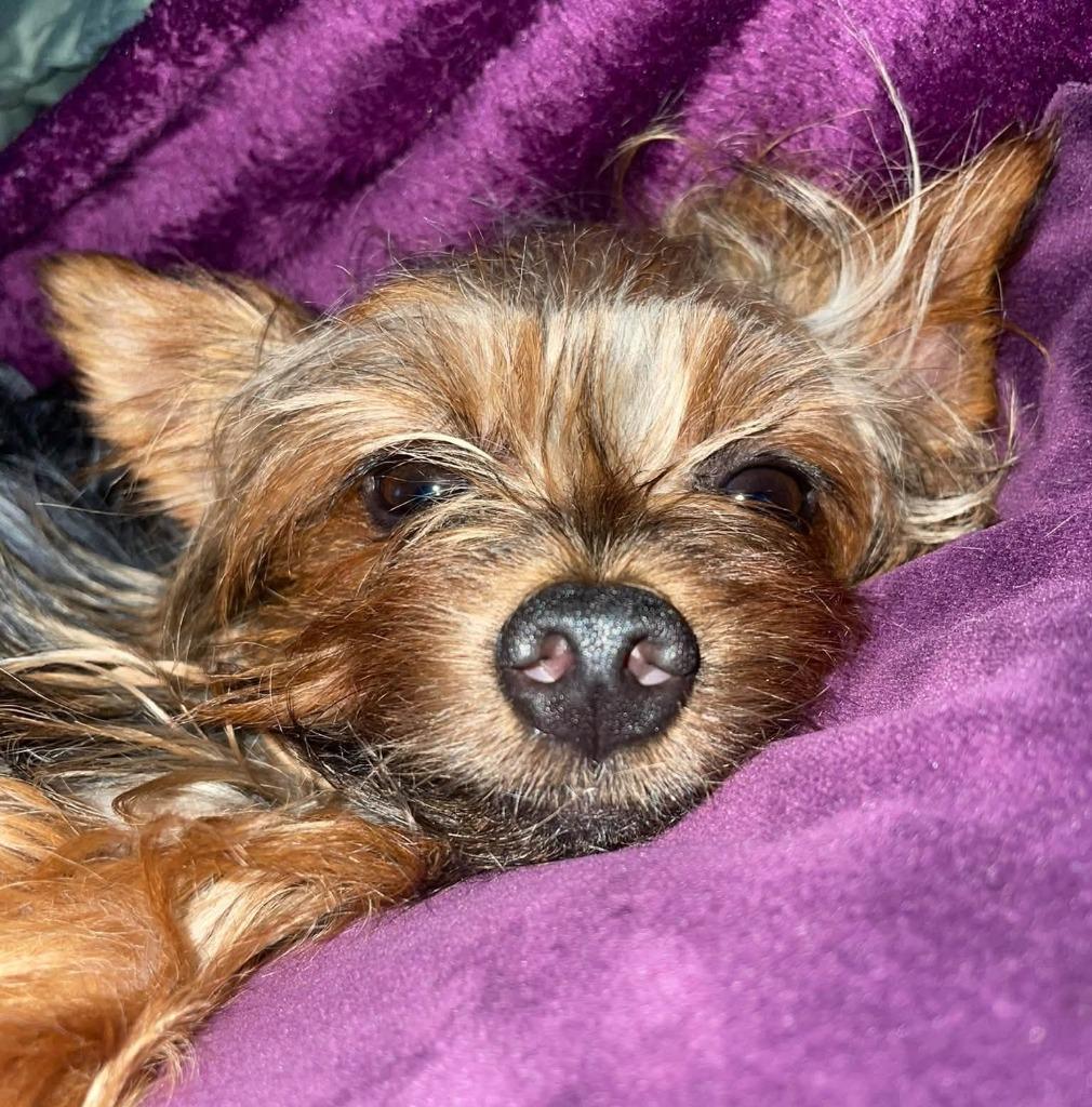 Enlarge ODEN, a Adoptable Yorkshire Terrier in Palm City, FL image 1/4