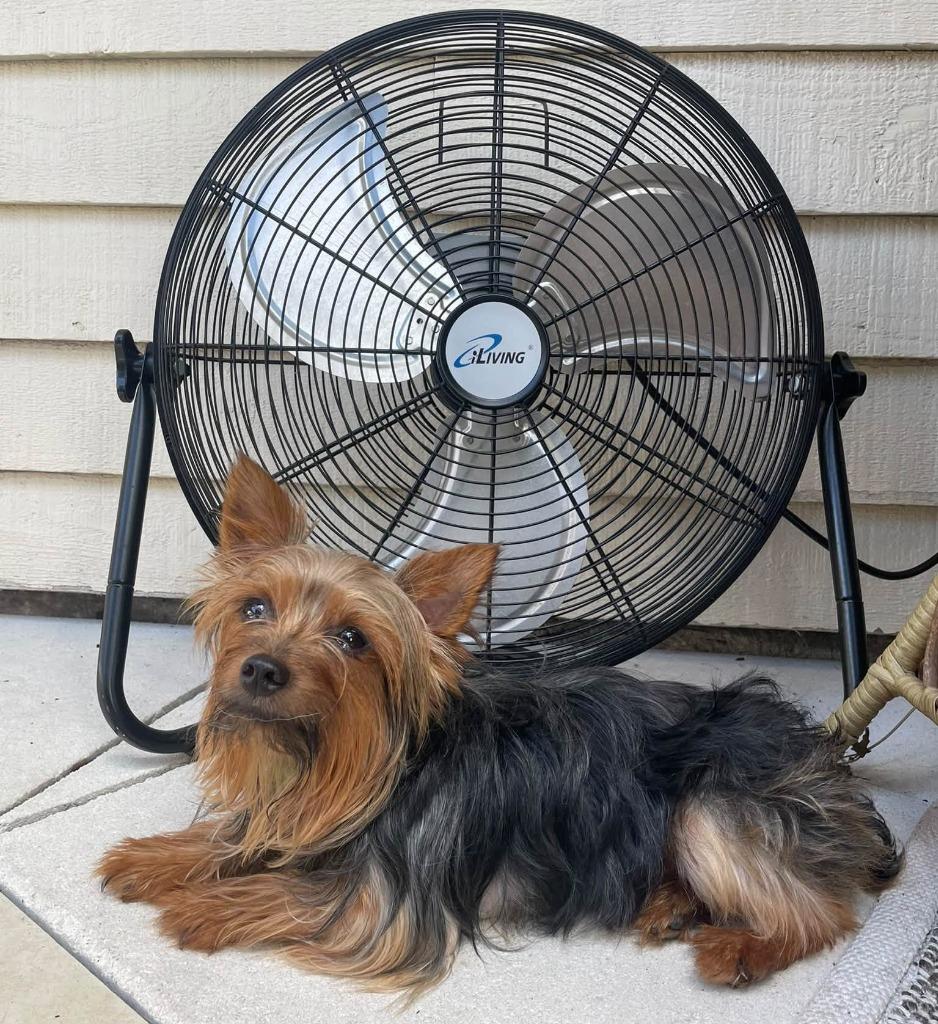 Enlarge ODEN, a Adoptable Yorkshire Terrier in Palm City, FL image 2/4