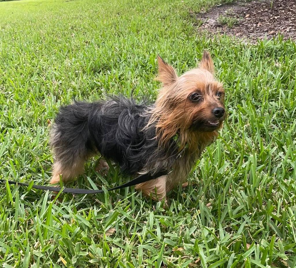 Enlarge ODEN, a Adoptable Yorkshire Terrier in Palm City, FL image 3/4