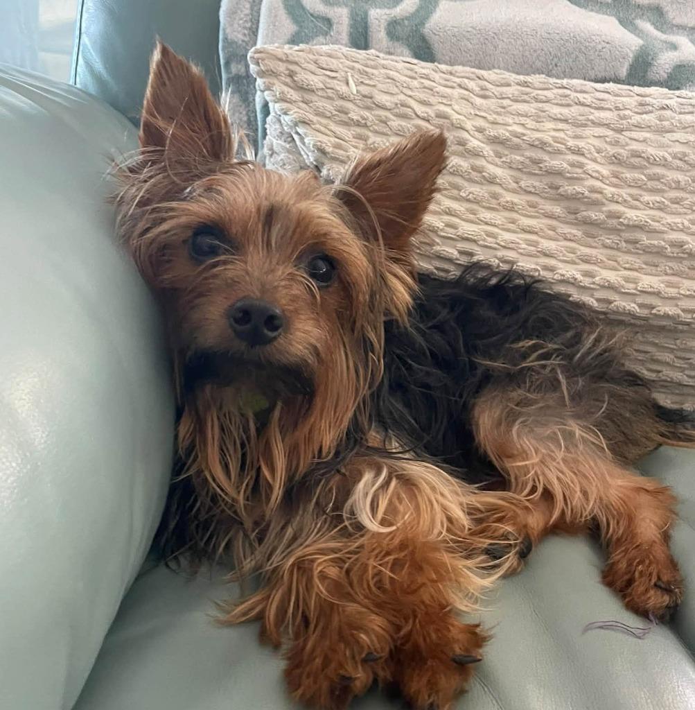 Enlarge ODEN, a Adoptable Yorkshire Terrier in Palm City, FL image 4/4
