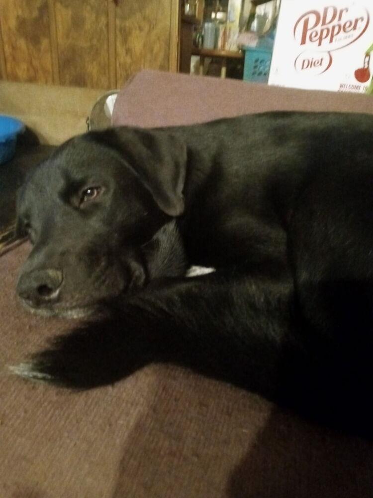 Ruby, Adoptable, Puppy Female Labrador Retriever.