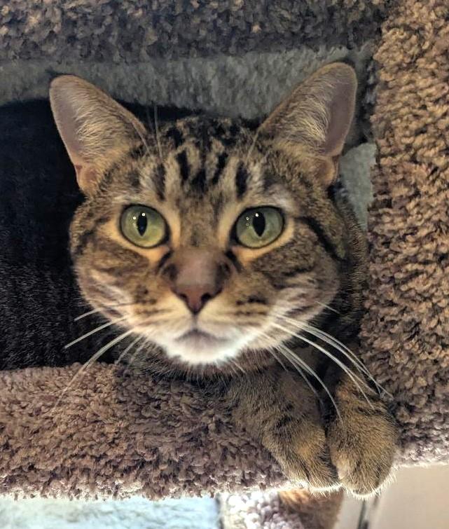 ZOE - EMERALD-EYED, LOVING, CHUNKY GIRL WHO LOVES BELLY RUBS