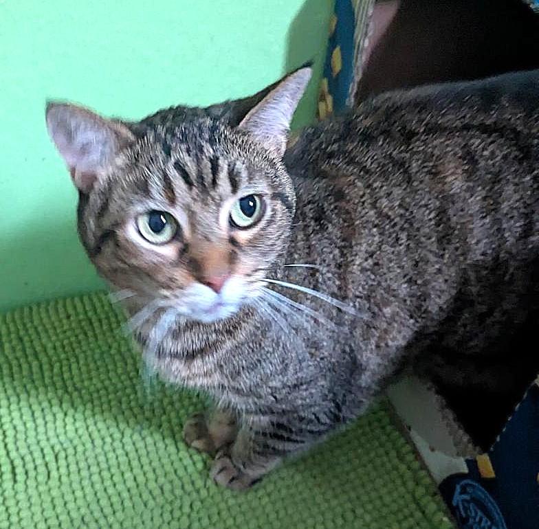 ZOE - EMERALD-EYED, LOVING, CHUNKY GIRL WHO LOVES BELLY RUBS 3