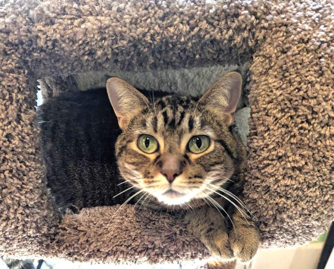 ZOE - EMERALD-EYED, LOVING, CHUNKY GIRL WHO LOVES BELLY RUBS 2
