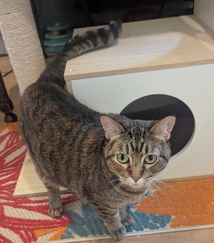 ZOE - EMERALD-EYED, LOVING, CHUNKY GIRL WHO LOVES BELLY RUBS 4