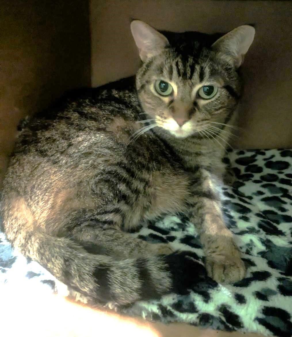 ZOE - EMERALD-EYED, LOVING, CHUNKY GIRL WHO LOVES BELLY RUBS 5