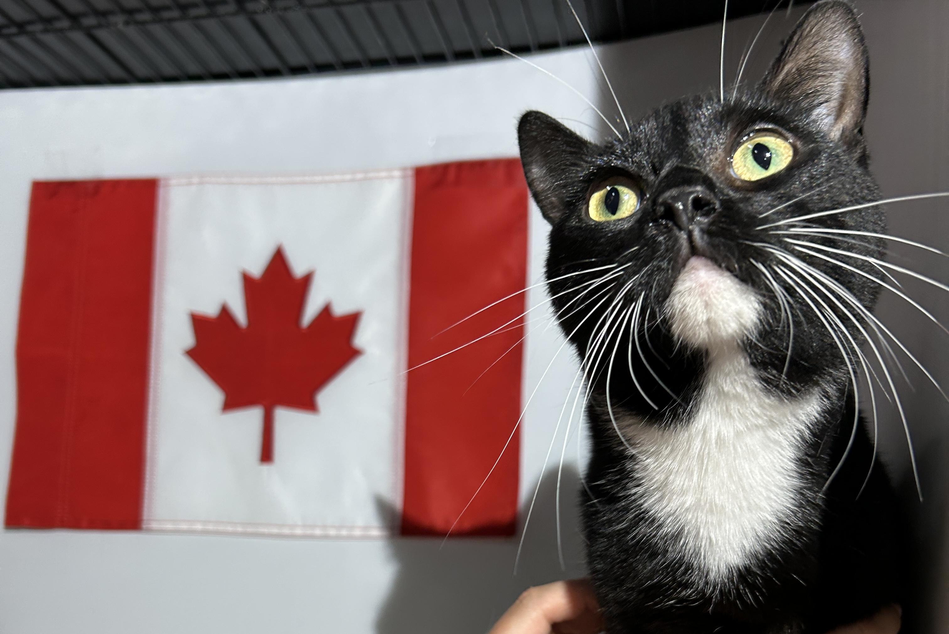 MARILYN, a Adoptable Domestic Short Hair in Tillsonburg, ON image 5/6