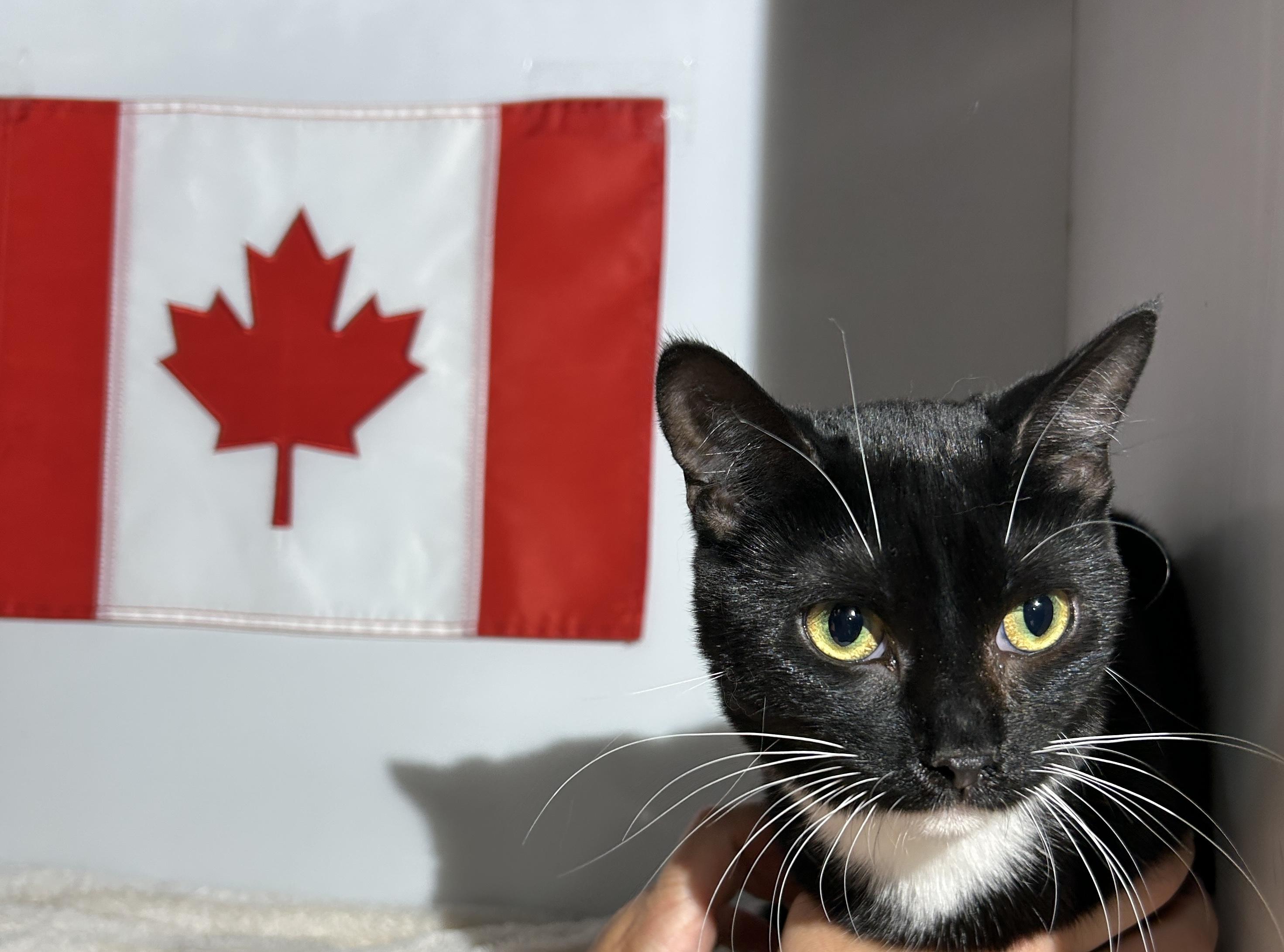 MARILYN, a Adoptable Domestic Short Hair in Tillsonburg, ON image 3/6