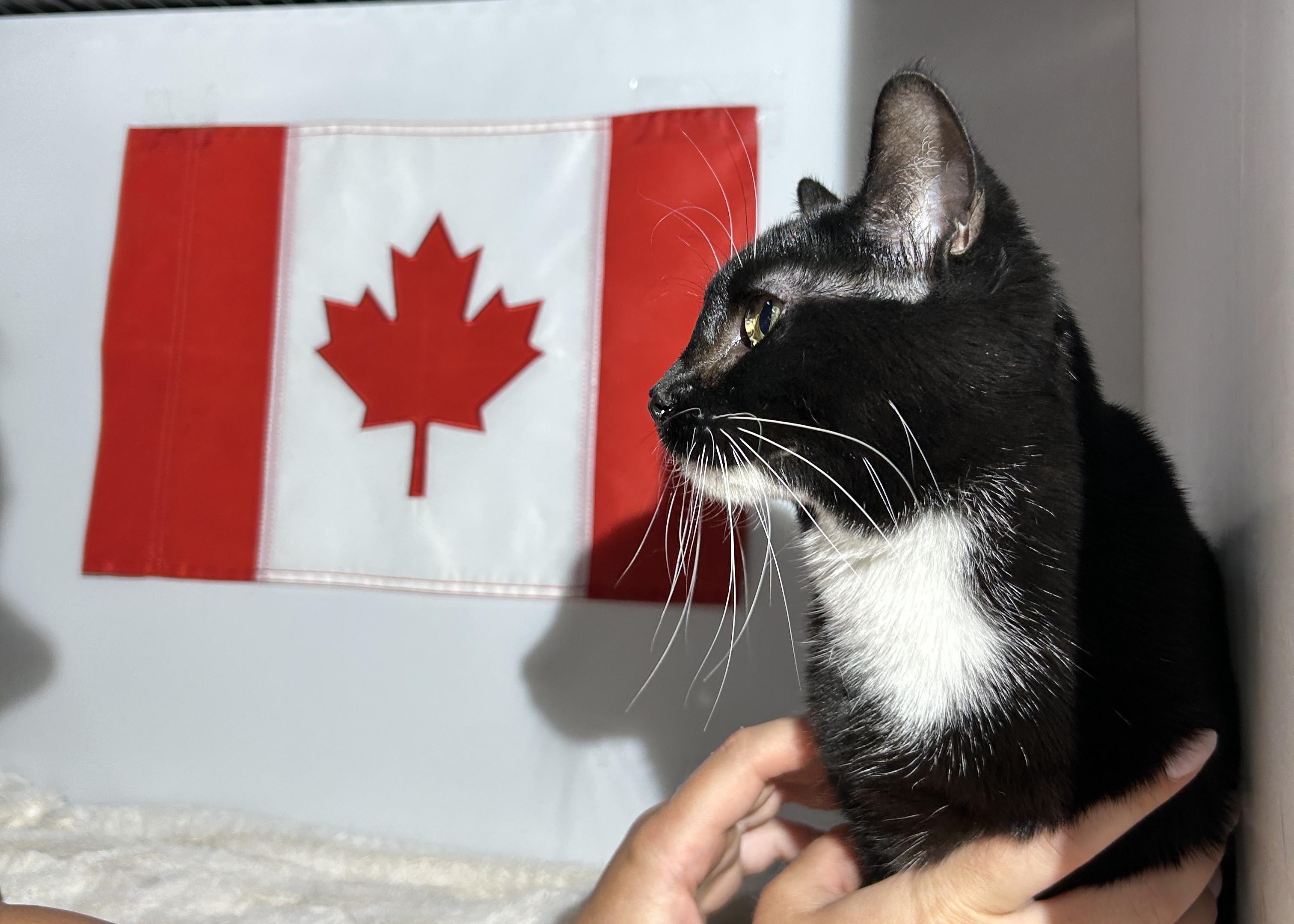 MARILYN, a Adoptable Domestic Short Hair in Tillsonburg, ON image 2/6