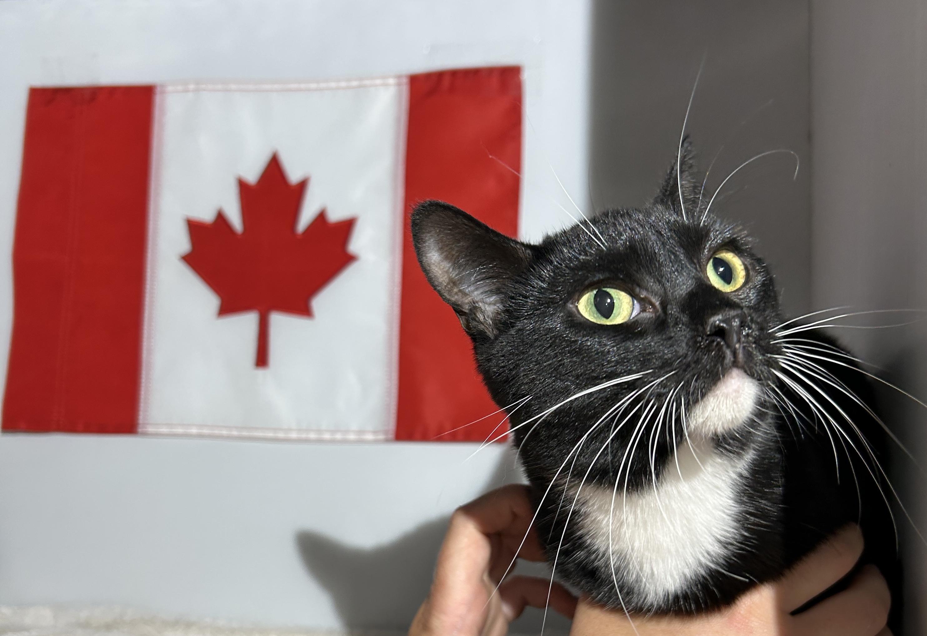 MARILYN, a Adoptable Domestic Short Hair in Tillsonburg, ON image 4/6