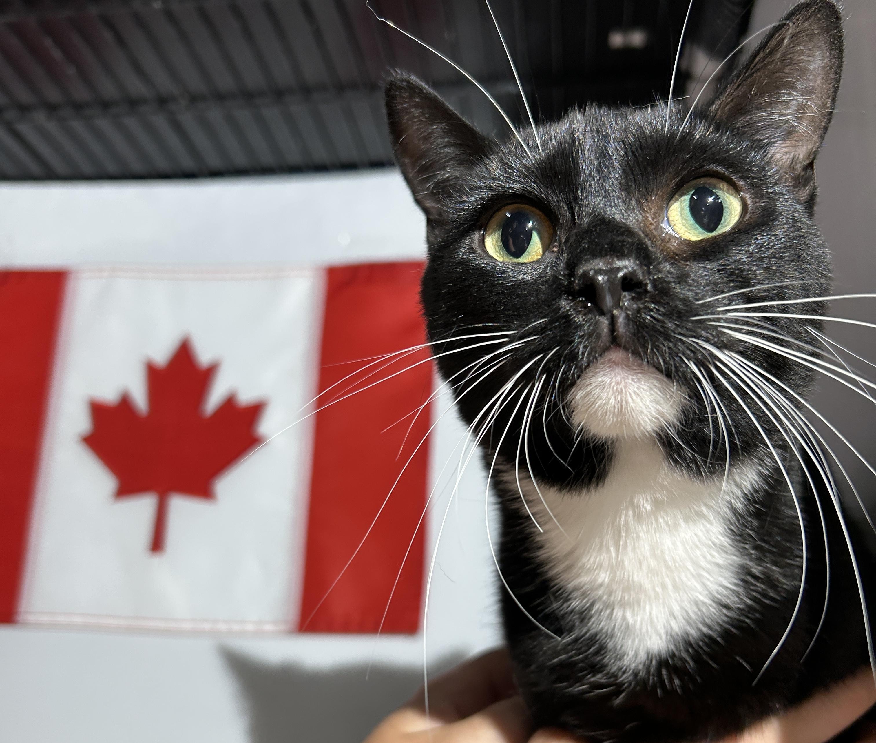 MARILYN, a Adoptable Domestic Short Hair in Tillsonburg, ON image 1/6