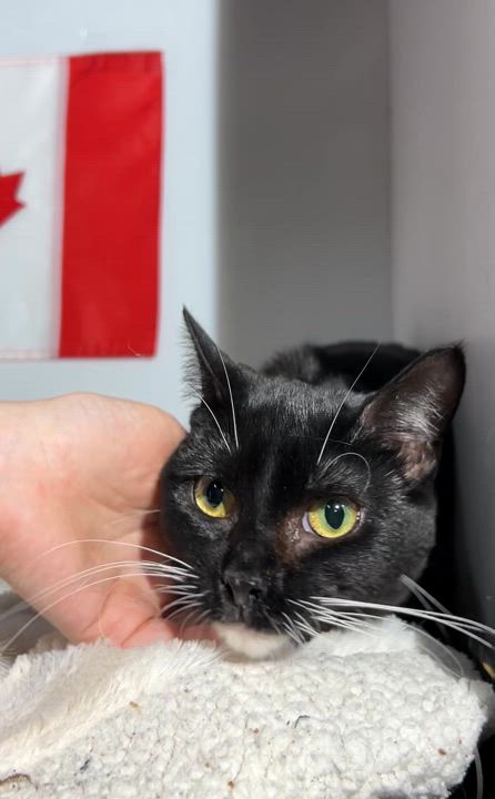 Enlarge MARILYN, a Adoptable Domestic Short Hair in Tillsonburg, ON video 6/6