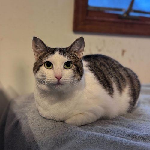 Enlarge Firebird, a Adoptable Domestic Short Hair in Toms River, NJ image 1/5