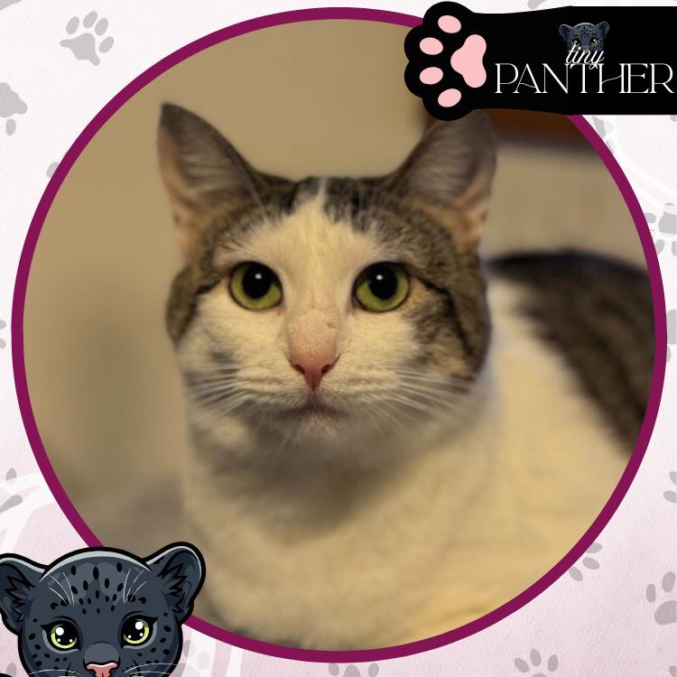 Enlarge Firebird, a Adoptable Domestic Short Hair in Toms River, NJ image 2/6
