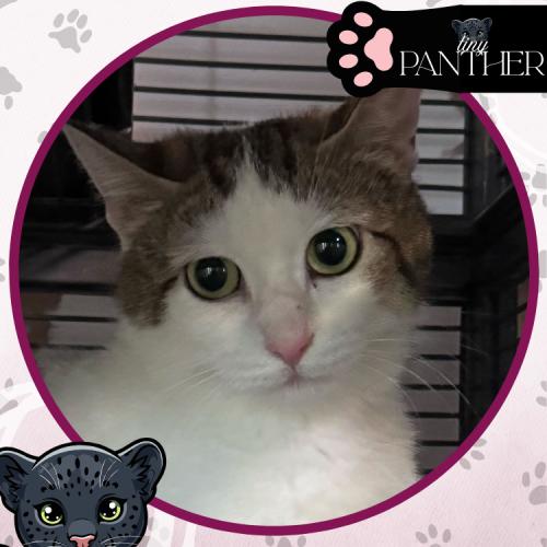 Enlarge Firebird, a Adoptable Domestic Short Hair in Toms River, NJ image 2/5
