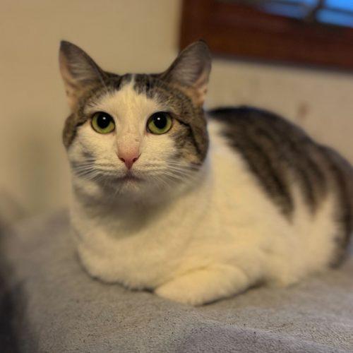 Enlarge Firebird, a Adoptable Domestic Short Hair in Toms River, NJ image 3/5