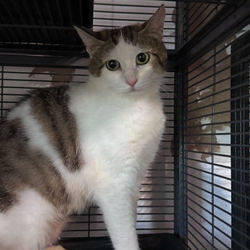 Enlarge Firebird, a Adoptable Domestic Short Hair in Toms River, NJ image 4/5