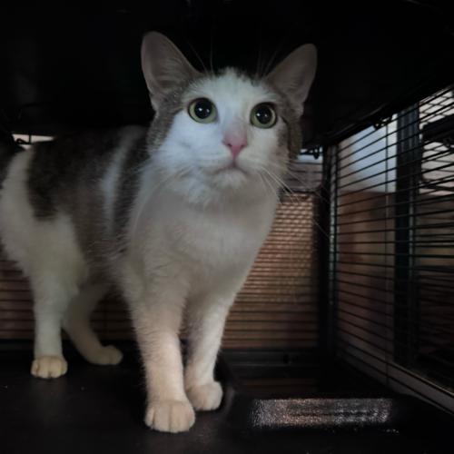 Enlarge Firebird, a Adoptable Domestic Short Hair in Toms River, NJ image 5/5