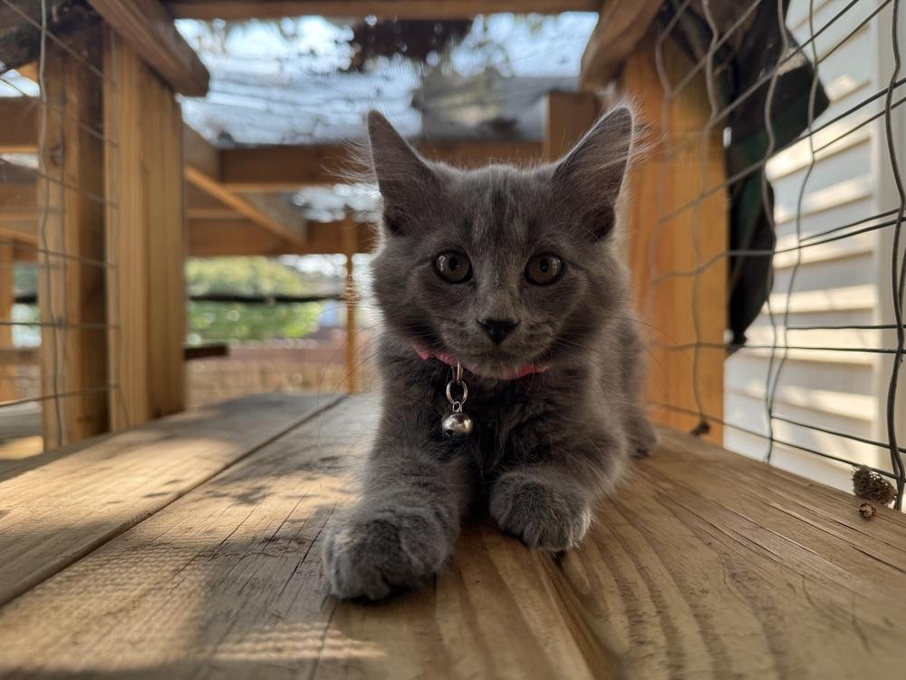 Dusty, Adoptable, Kitten Male Domestic Short Hair.
