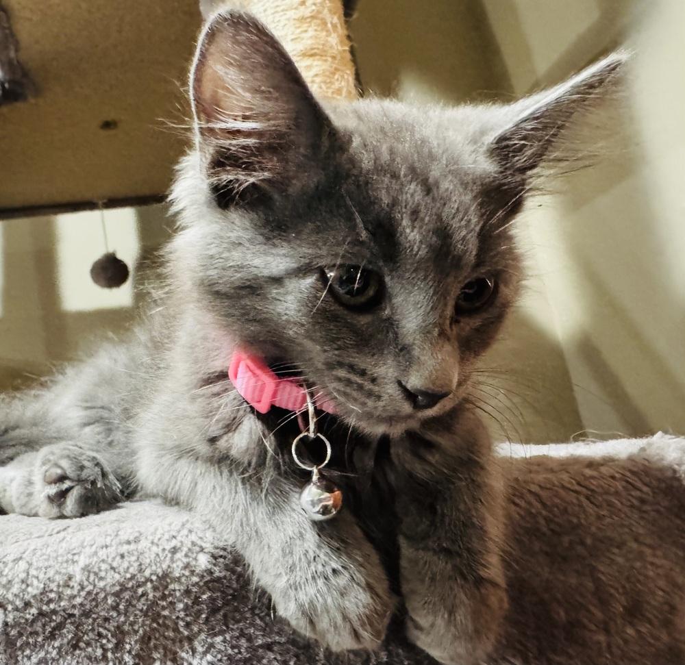 Dusty, Adoptable, Kitten Male Domestic Short Hair.