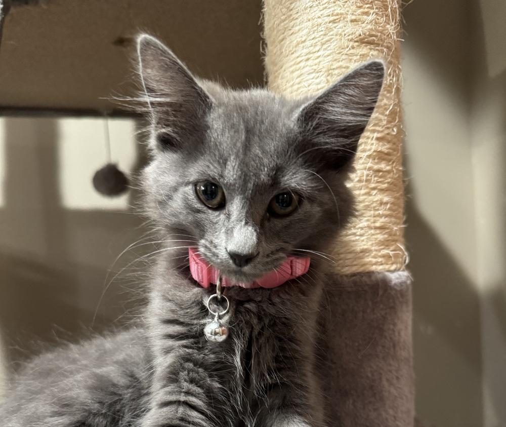 Enlarge Dusty, a Adoptable mixed breed in Lincoln, NE image 2/4
