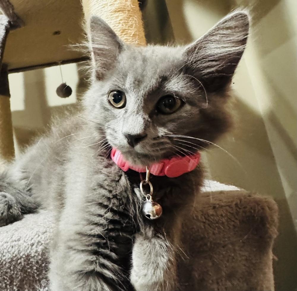Enlarge Dusty, a Adoptable mixed breed in Lincoln, NE image 3/4